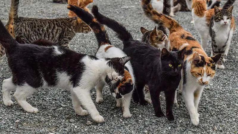 Gesellige Gruppe von verwilderten Hauskatzen