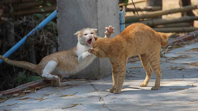Aggressive, kämpfende Katzen