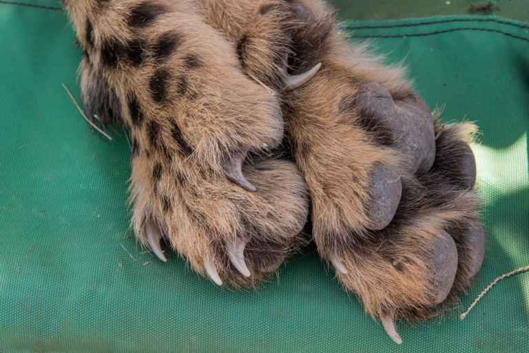 Füße des Gepards (Acinonyx jubatus)