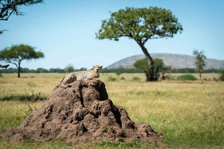 Gepard lümmelt auf Termitenhügel rum