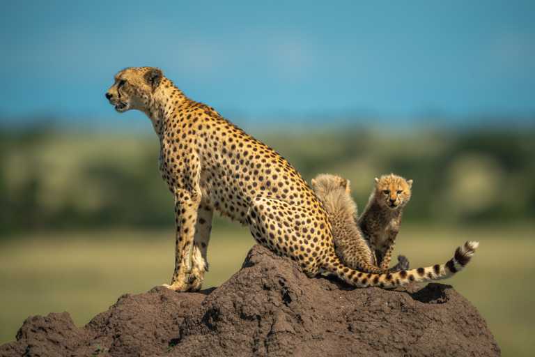 Mutter mit 2 Baby-Geparden