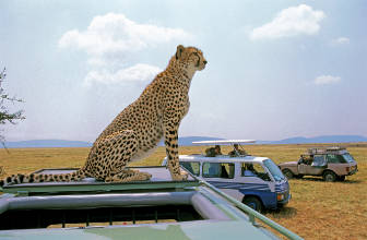 Gepard sitzt auf einem Autodach