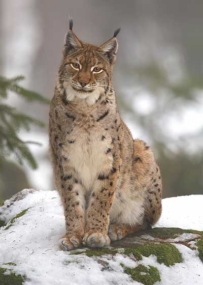 Eurasischer Luchs (Lynx lynx) sitzend