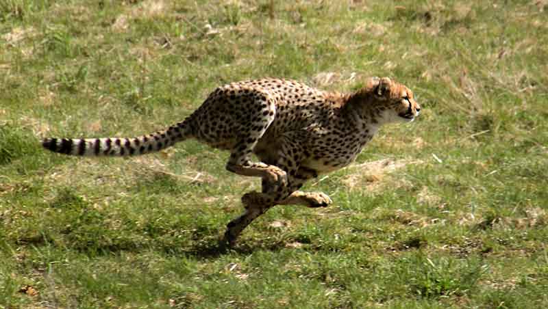 Startender Gepard