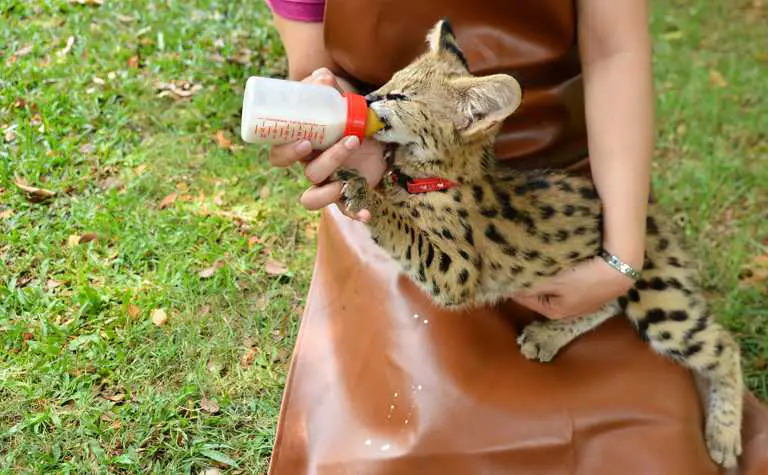 Handaufzucht eines Serval-Waisenkinds
