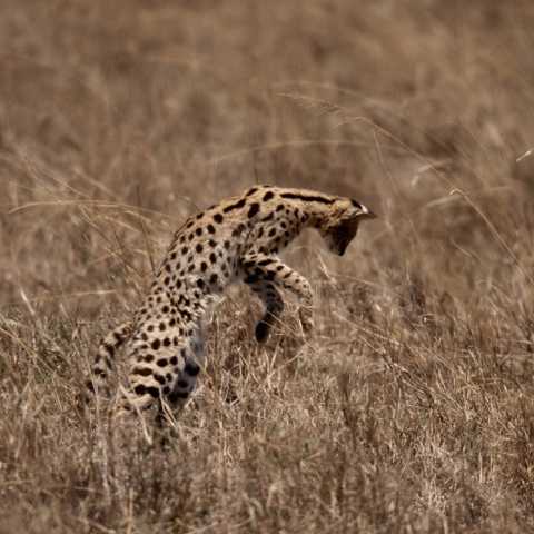 Bekanntes Jagdverhalten des Servals: Gras-Hochsprung 2