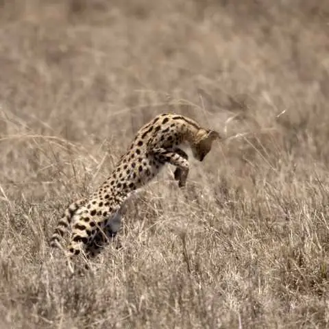 Bekanntes Jagdverhalten des Servals: Gras-Hochsprung