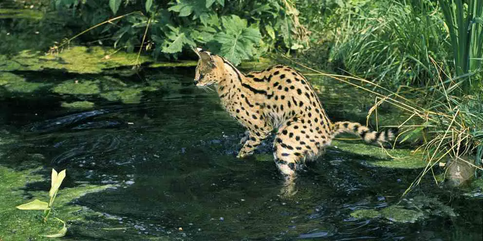 Außergewöhnliches Jagdverhalten des Servals: Fischfang