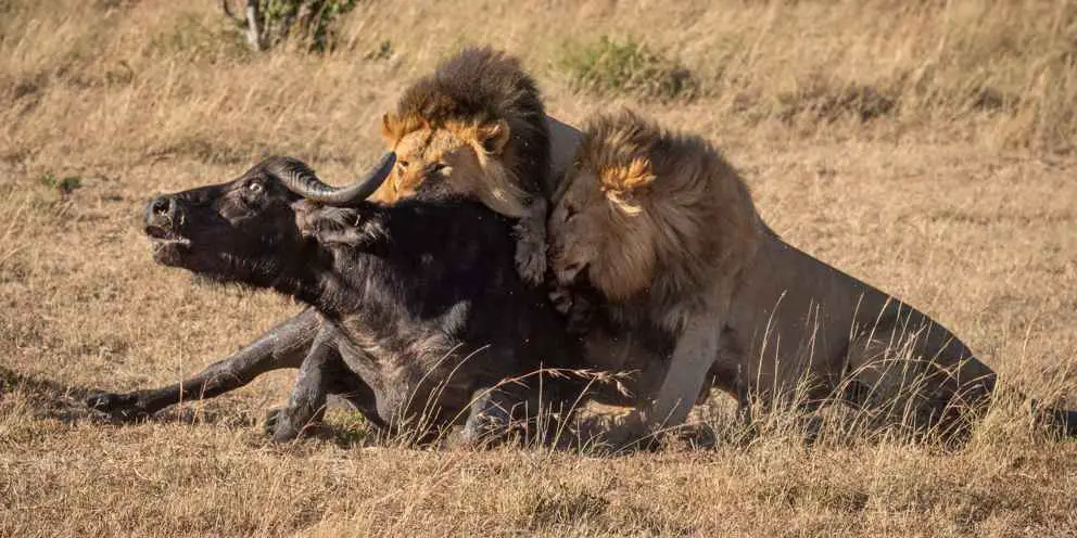 2 Löwenmännchen erbeuten Kaffernbüffel