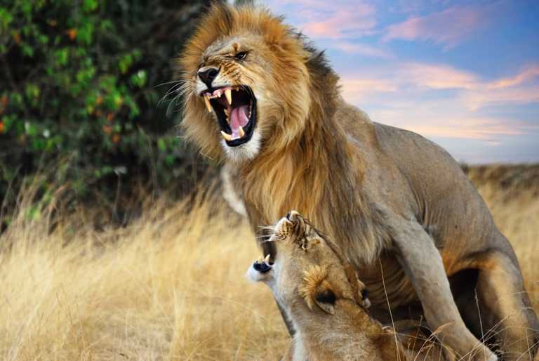 Löwe und Löwin bei der Paarung