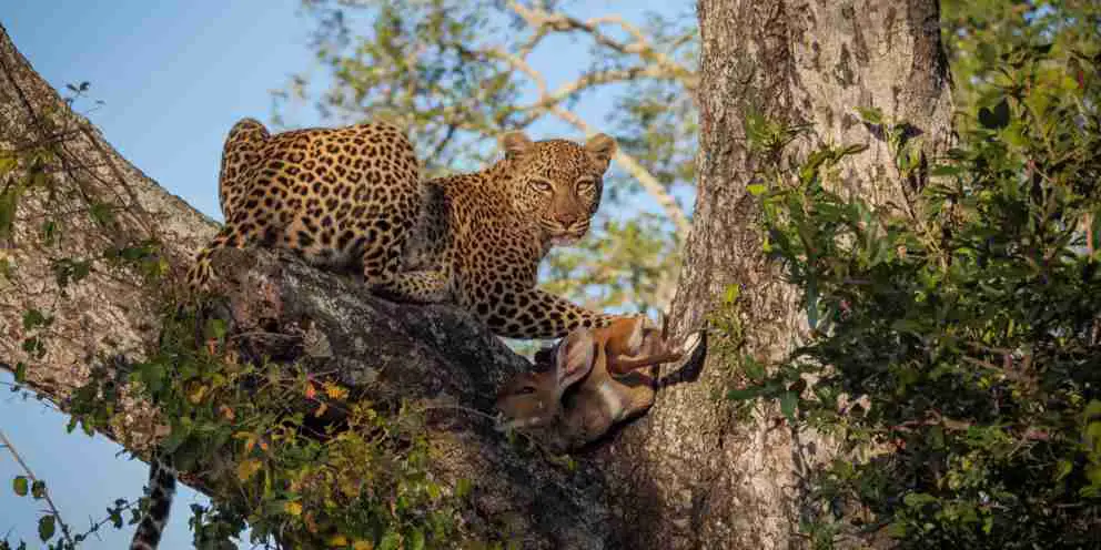 Leopard im Baum mit Beute