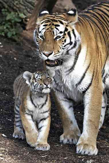 Amur-Tigerin mit Nachwuchs