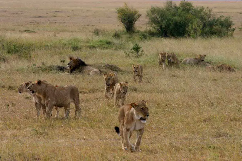 Löwenrudel in der Masai Mara in Kenia