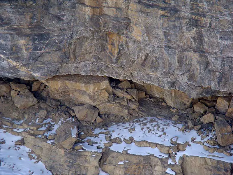 Der Schneeleopard guckt aus einer Höhle