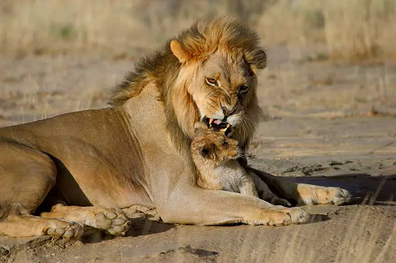 Löwenmännchen mit Baby. © EcoView - FOTOLIA.DE