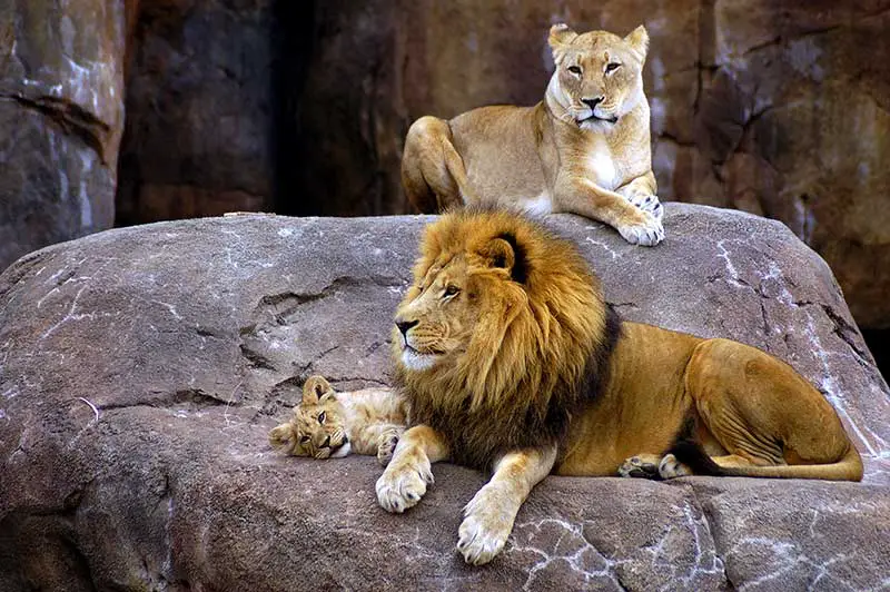 Löwenfamilie mit Baby. © EcoView - FOTOLIA.DE