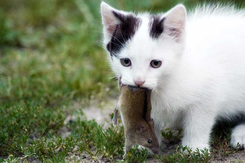 Katze mit Maus