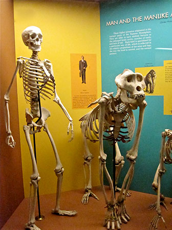 Skelettvergleich Mensch - Gorilla