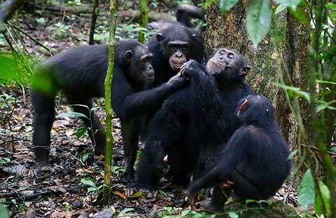 Intelligente Schimpansen