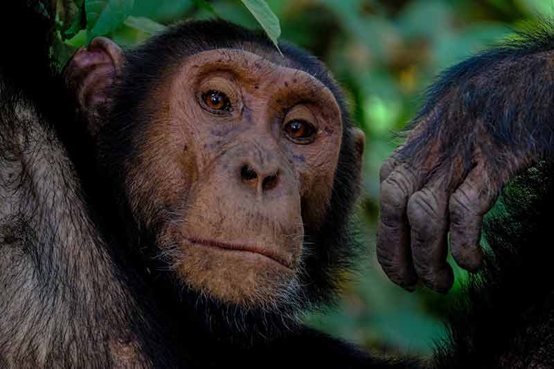 Schimpanse der den Fotograf nachdenklich anschaut