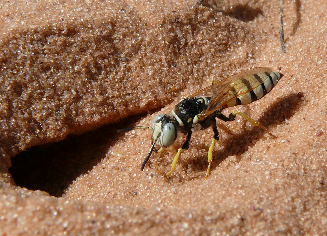 Insekten Wespen Lebenszyklus Wildtier Käfer Wachstumszyklus der 