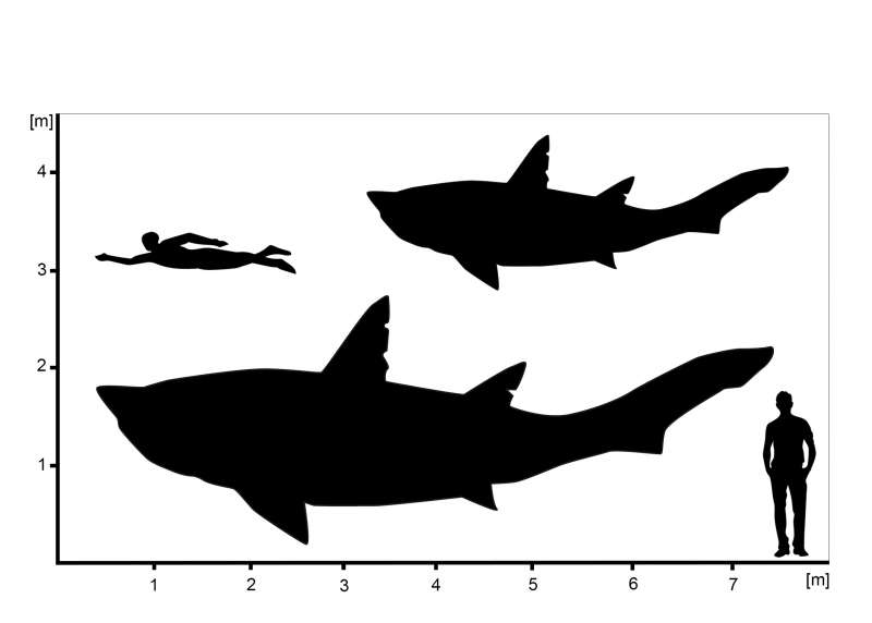 Biologie News Riesiger Teenagerhai Aus Der Urzeit