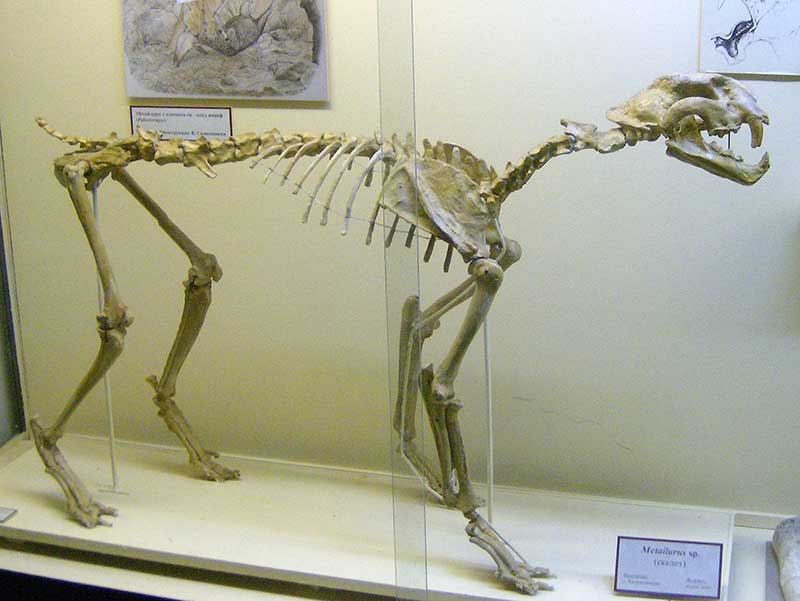 Metailurus, ausgestellt im Asenovgrad Paleonthological Museum