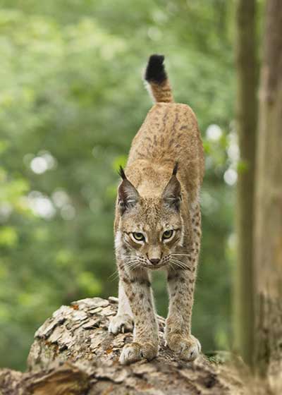 Eurasischer Luchs (Lynx lynx)