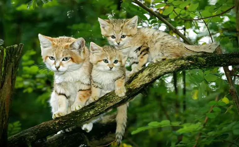 Sandkatzenfamilie im Baum