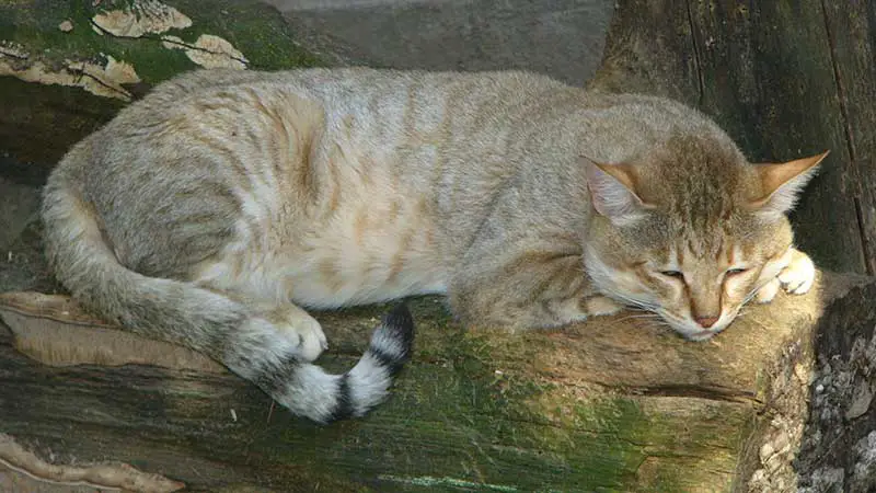 Afrikanische Wildkatze (Felis lybica)