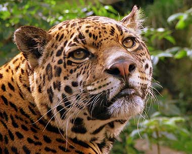 Jaguarundi (Puma yaguaroundi)