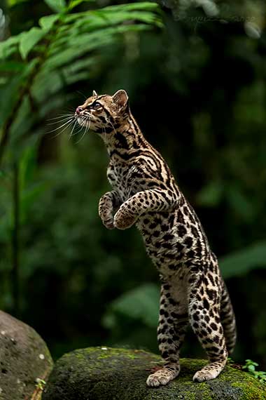 Langschwanzkatze (Leopardus wiedii) in der Nähe eines aktiven Vulkans in Costa Rica