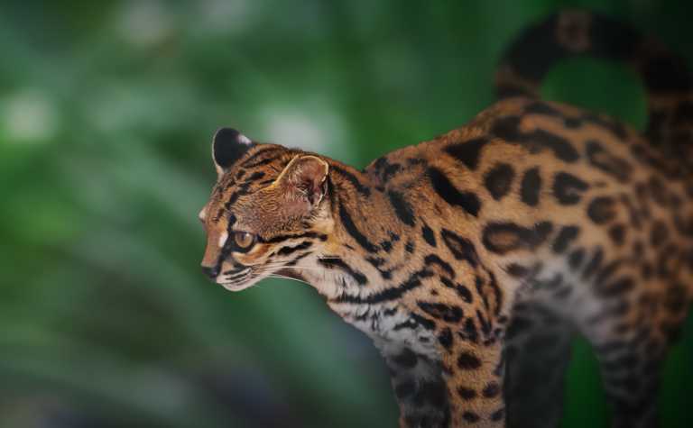 Eine Langschwanzkatze (Leopardus wiedii)