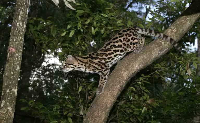 Eine Langschwanzkatze (Leopardus wiedii)