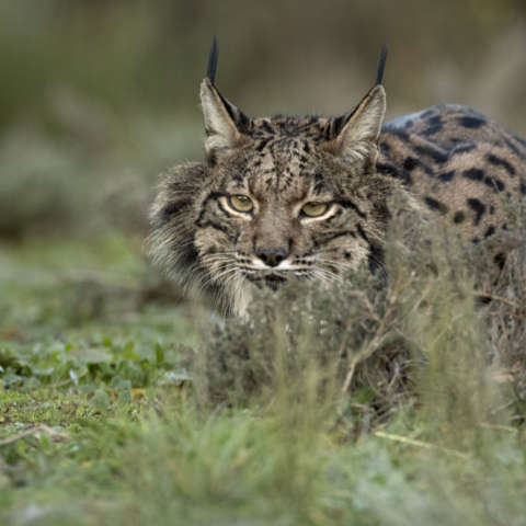 Pardelluchs (Lynx pardinus) - In Lauerstellung