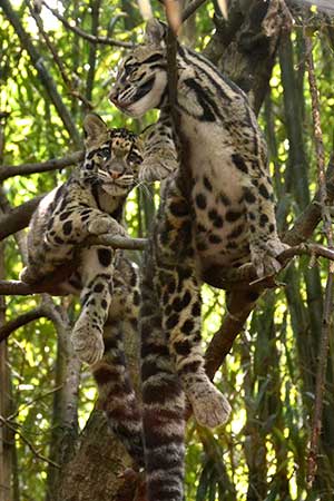 Zwei junge Nebelparder in einem Baum