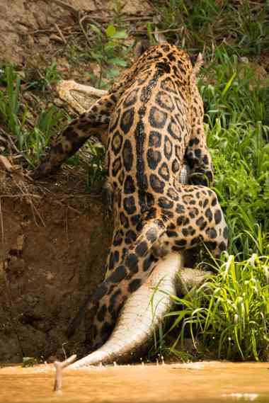 Jaguar schleift Kaiman ans Ufer
