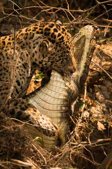Jaguar beißt Kaiman in die Kehle