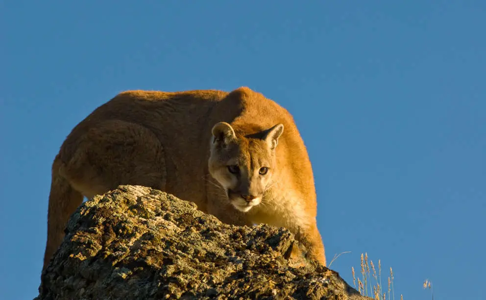 Puma - Berglöwe