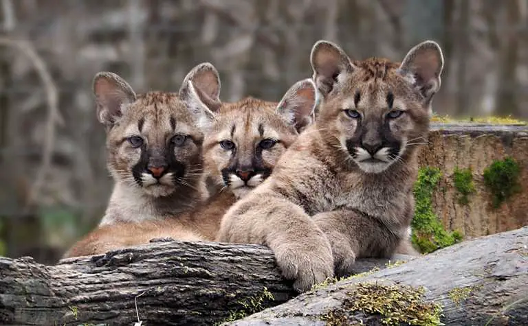 Drei Puma Youngsters
