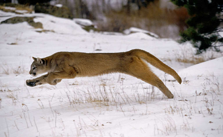 Puma beim Sprung