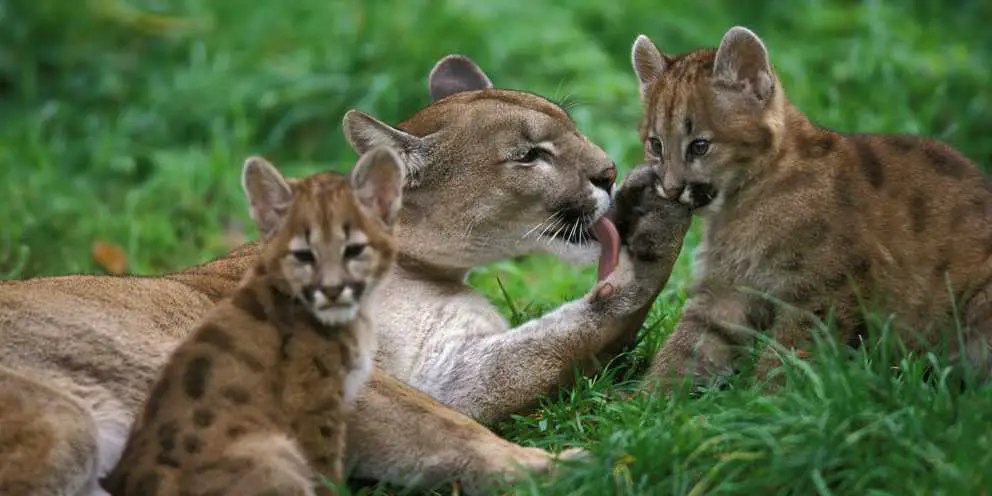Pumamutter mit 2 Babys