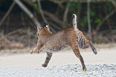 Florida-Rotluchs (Lynx rufus)