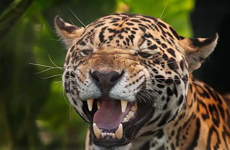 Jaguar in Portraitansicht