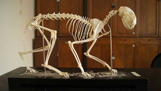 Skelett der Hauskatze