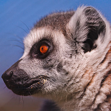 Katta (Lemur catta) - biologie-seite.de