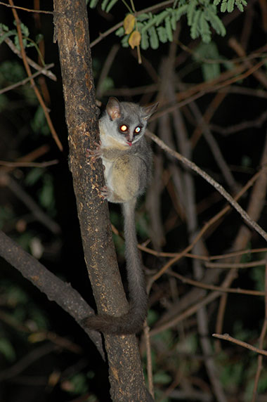 Lemuren- und Loriverwandte (Feuchtnasenprimaten) - biologie-seite.de
