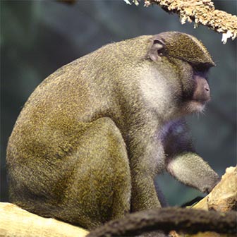Sumpfmeerkatzen (Allenopithecus) - biologie-seite.de