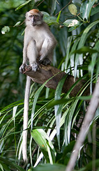 Javaneraffe (Macaca fascicularis), Singapur