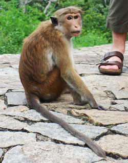 Ceylon-Hutaffe (Macaca sinica)